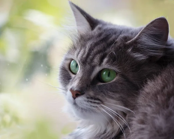 Retrato Hermoso Gatito Gris Primer Plano —  Fotos de Stock