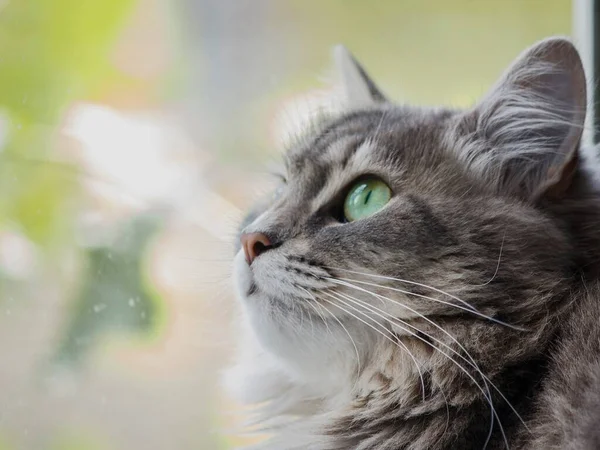 아름다운 고양이의 모습이 감싸여 — 스톡 사진