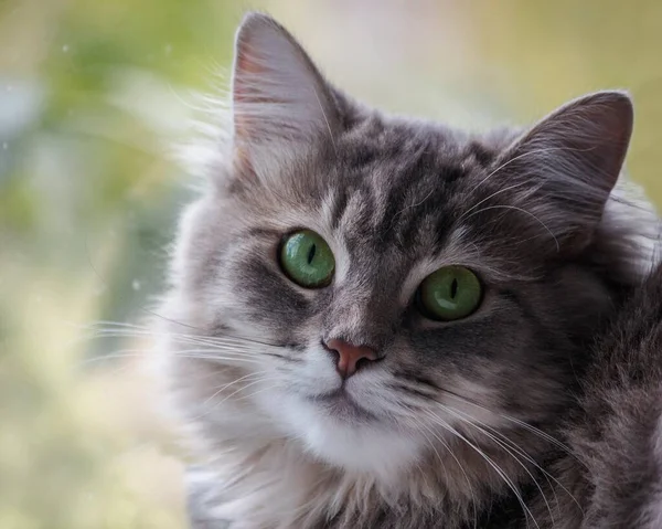 Portrét Krásné Šedé Kočičky Detailní Záběr — Stock fotografie