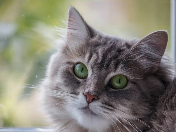 Porträt Der Schönen Grauen Miezekatze Nahaufnahme — Stockfoto