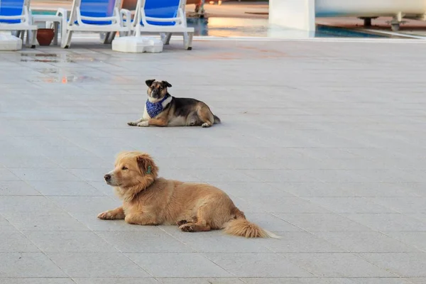 Δύο Σκυλιά Αναπαύονται Στην Πλατφόρμα Μπροστά Από Την Πισίνα — Φωτογραφία Αρχείου