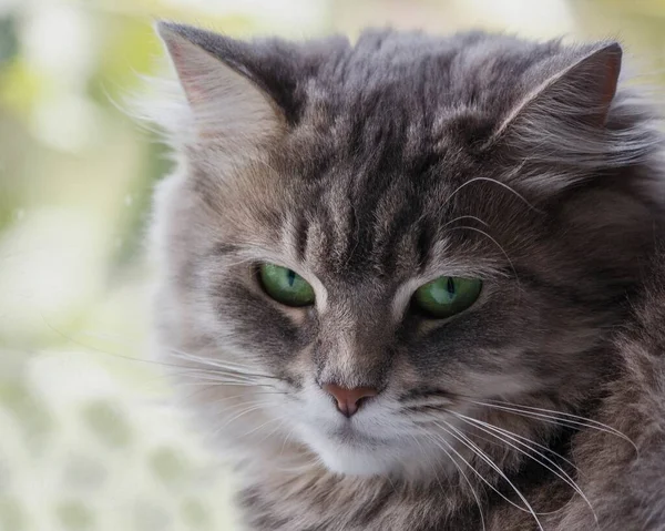 美丽的灰色小猫咪特写 — 图库照片