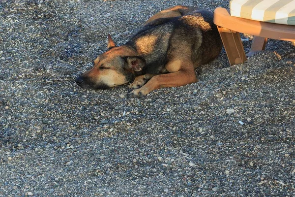 小石のビーチで早朝に発見された犬 — ストック写真