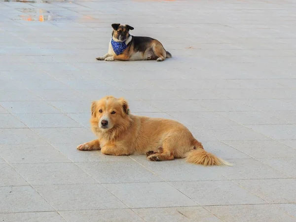 2匹の犬がプールの前のホームで休んでいる — ストック写真