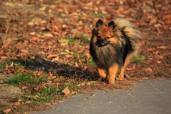 Собака Шпиц Осеннем Парке — стоковое фото