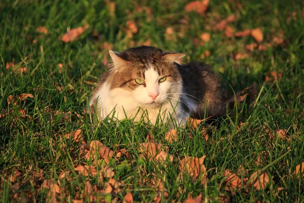 Gato Bonito Andando Outono Folhas Caídas — Fotografia de Stock