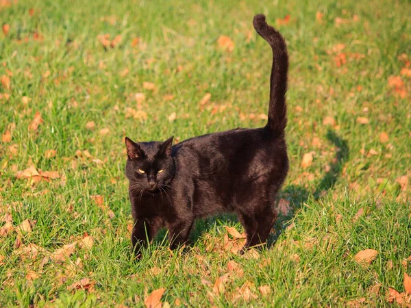 Piękny Czarny Kot Spacer — Zdjęcie stockowe