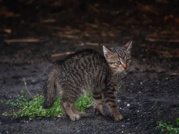 Walking Tabby Kitten Grass — Stock Photo, Image