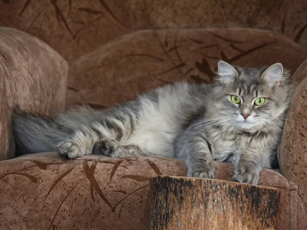 Porträt Der Schönen Grauen Miezekatze Auf Dem Sofa — Stockfoto