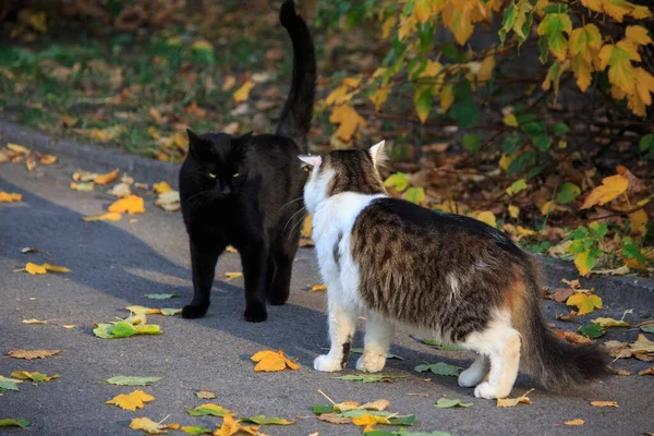 Two Cats Meet Autumn Yard — Stock Photo, Image