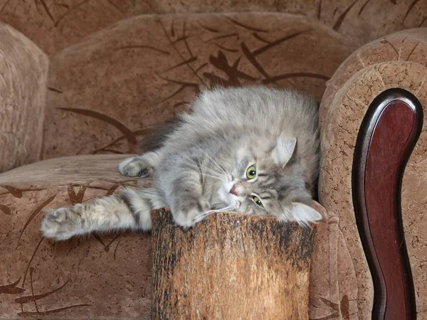 Porträt Der Schönen Grauen Miezekatze Auf Dem Sofa — Stockfoto