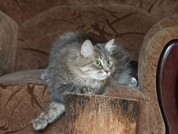 Retrato Hermoso Gatito Gris Sofá — Foto de Stock