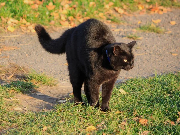 Черная Кошка Прогулки — стоковое фото