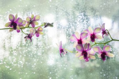 Yeşil arkaplanda pembe orkide