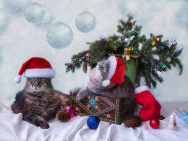 Noel ağacının altında Noel Baba şapkalı iki kedi