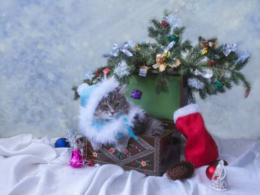 Kar kızı kostümlü güzel kedi Noel ağacının altında