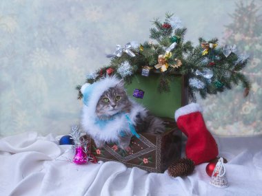 Kar kızı kostümlü güzel kedi Noel ağacının altında