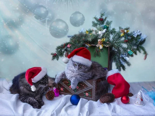 Zwei Katzen Weihnachtsmann Schlüpfen Unterm Weihnachtsbaum — Stockfoto