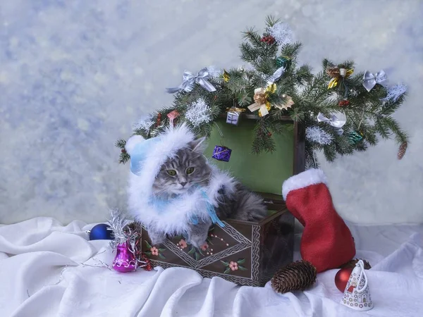 Όμορφη Γατούλα Κοστούμι Χιονάτη Κάτω Από Χριστουγεννιάτικο Δέντρο — Φωτογραφία Αρχείου