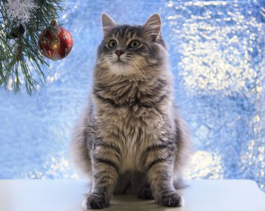 Güzel, genç kedili Noel kartı.