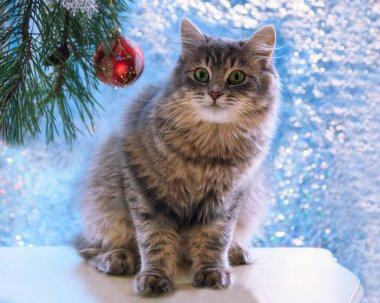 Güzel, genç kedili Noel kartı.