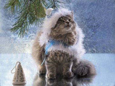 Güzel, genç kedili Noel kartı.