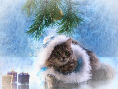 Güzel, genç kedili Noel kartı.