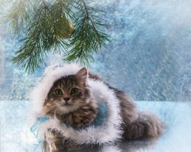 Güzel, genç kedili Noel kartı.