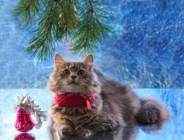 Güzel, genç kedili Noel kartı.