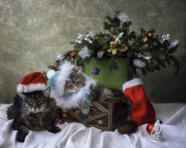 Noel Baba şapkalı iki kedi Noel ağacının altında