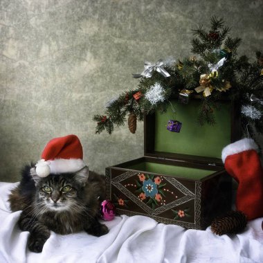 Noel Baba şapkalı komik tekir kedi Noel ağacının altında