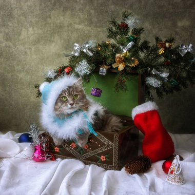 Kar kızı kostümlü güzel kedi Noel ağacının altında