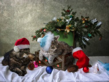 Noel Baba şapkalı iki kedi Noel ağacının altında