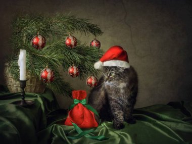 Noel kartında Noel Baba şapkalı meraklı tekir kedi var.