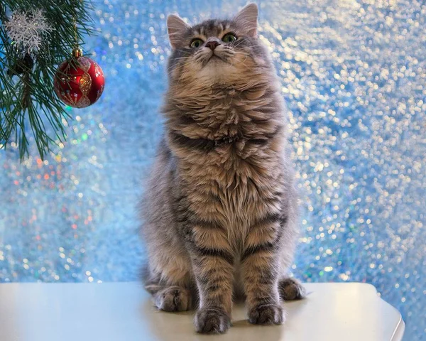 Christmas Card Pretty Young Kitty — Stock Photo, Image