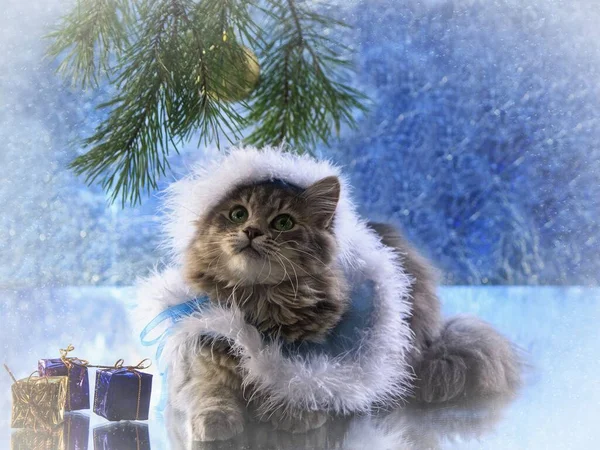 圣诞贺卡 上面有漂亮的小猫 — 图库照片