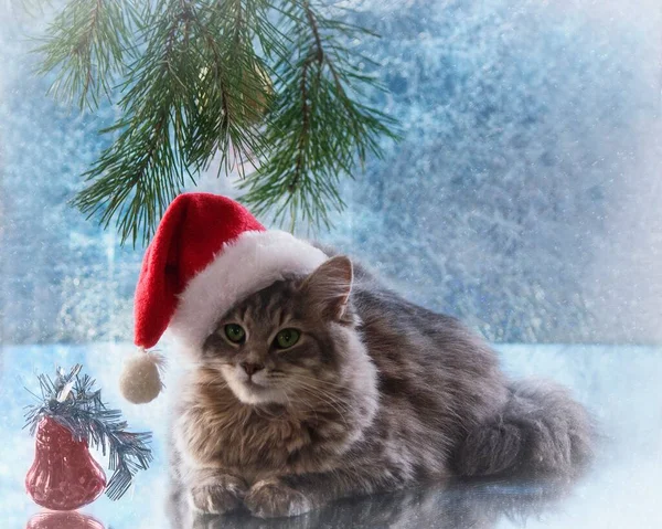 Weihnachtskarte Mit Hübschem Jungen Kätzchen — Stockfoto