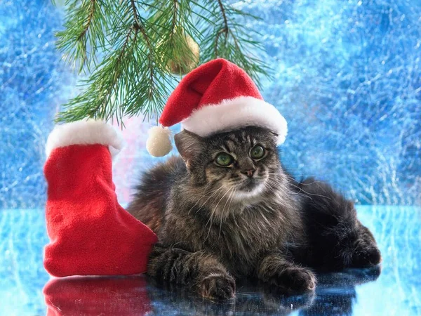 크리스마스 모자를 고양이 — 스톡 사진