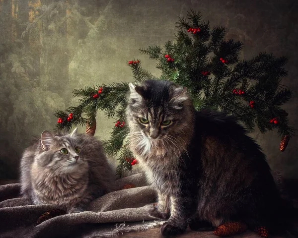 Zwei Katzen Spielen Unter Dem Weihnachtsbaum — Stockfoto