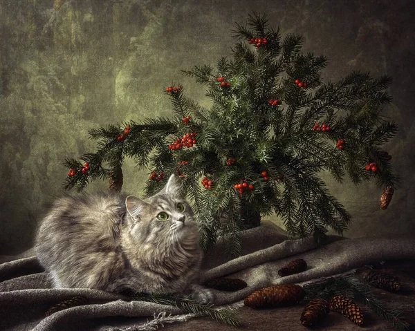 Neujahrsgrußkarte Mit Entzückendem Kätzchen — Stockfoto