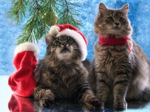 Dois Gatos Chapéu Santa Sob Árvore Natal — Fotografia de Stock