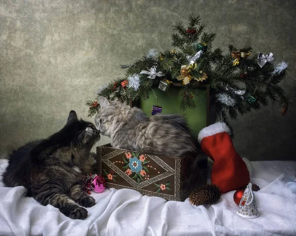 Deux Chats Sous Sapin Noël — Photo