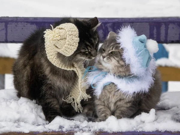 Två Bedårande Katt Vintern Promenader — Stockfoto