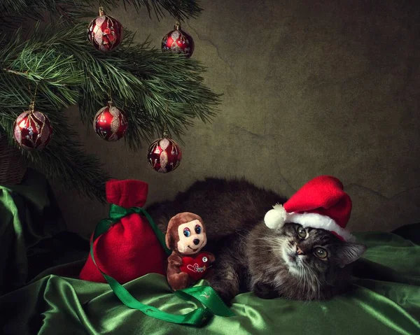 Weihnachtskarte Mit Neugieriger Gestromter Katze Weihnachtsmütze — Stockfoto