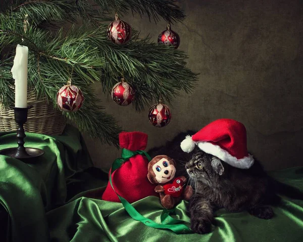 Χριστουγεννιάτικη Κάρτα Περίεργη Tabby Γάτα Στο Καπέλο Σάντα — Φωτογραφία Αρχείου