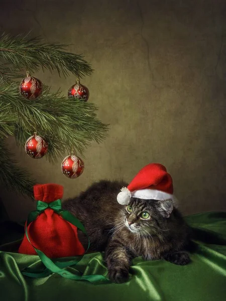 Weihnachtskarte Mit Neugieriger Gestromter Katze Weihnachtsmütze — Stockfoto