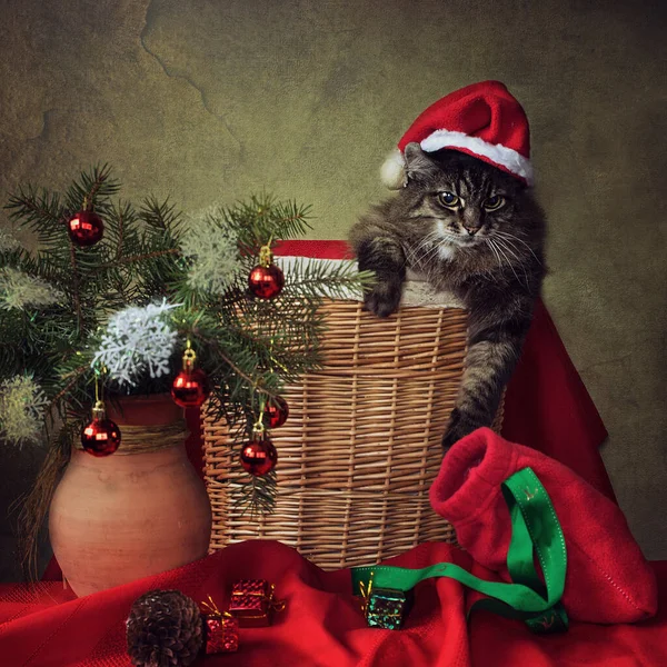 모자에 테이블 고양이가 크리스마스 — 스톡 사진