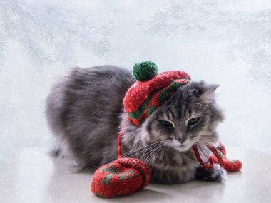 Kışın tebrik kartı için sevimli gri kediciğin portresi.