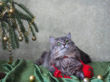 Kışın tebrik kartı için sevimli gri kediciğin portresi.