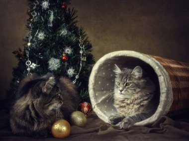 Noel Baba şapkalı iki kedi Noel ağacının altında